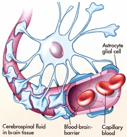 Blood Brain Barrier