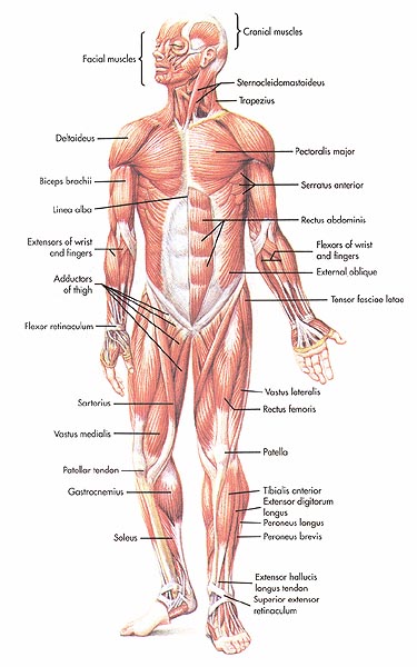 Muscular System